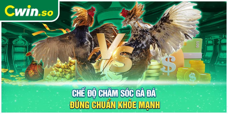 Chế độ chăm sóc gà đá đúng chuẩn khỏe mạnh