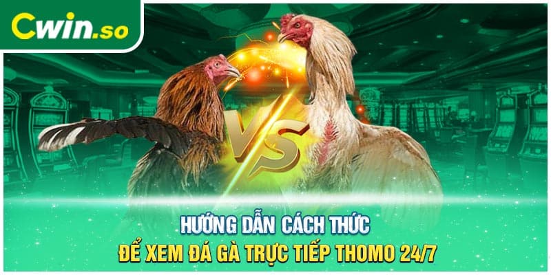 Hướng dẫn cách thức để xem đá gà trực tiếp Thomo 24/7