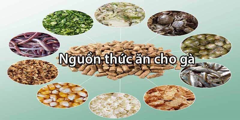 CWIN Hướng Dẫn Chọn Thức Ăn Gà Đá Đầy Đủ Dưỡng Chất 